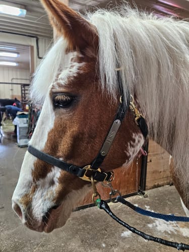 Customer photo review of iCavalos - Horse halter - Preorder