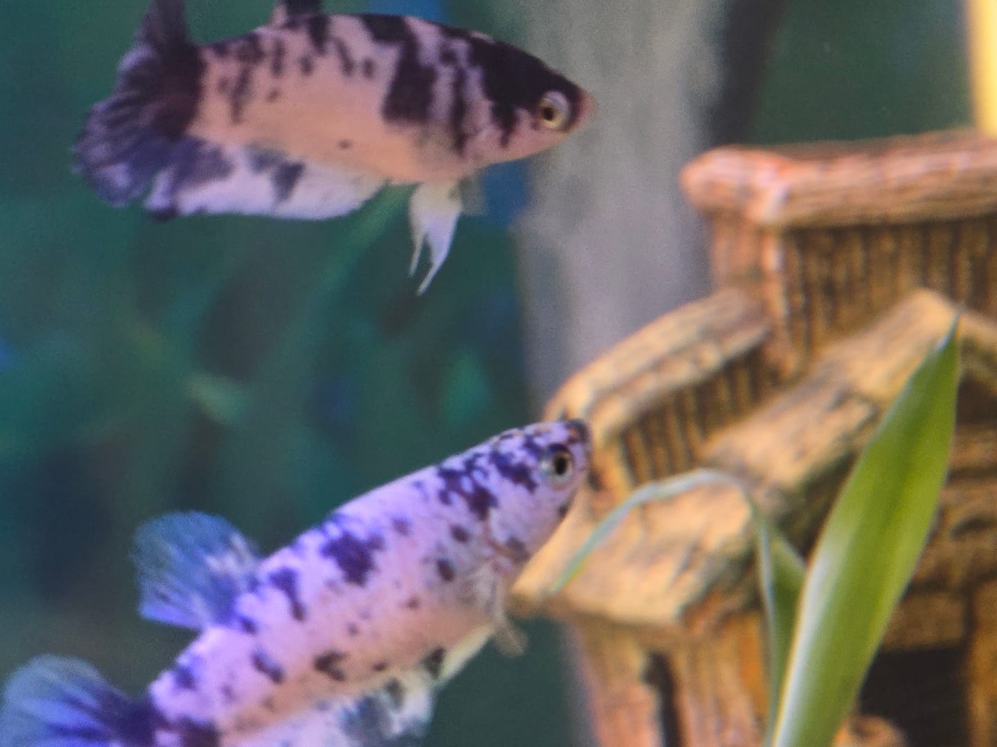 Customer photo review of Marble Dot Moo Cow Female Betta Sorority Pack