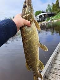 Customer photo review of HyperDraget - Ta vårfisket till nästa nivå