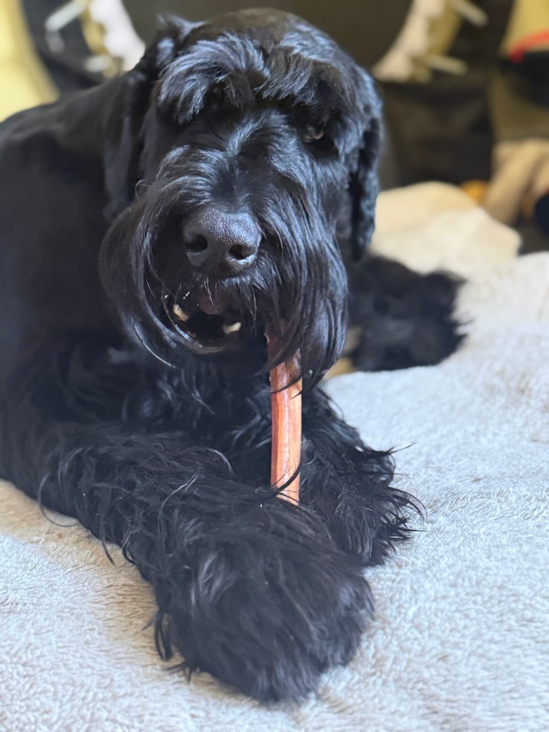 Customer photo review of 12 Inch Jumbo Bully Stick
