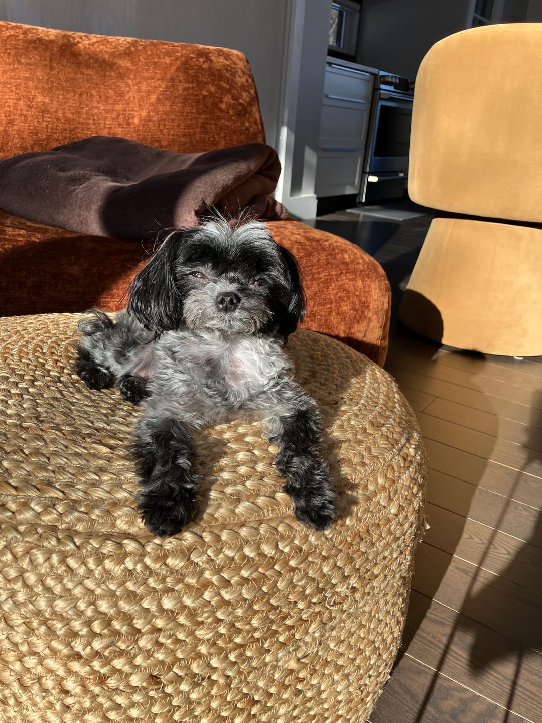 Customer photo review of Vrac Nature's Own - Bâtonnets oesophage de boeuf pour chien
