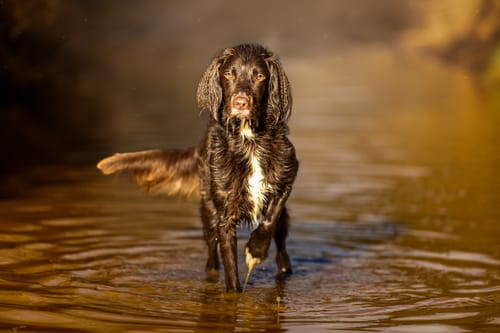 Reviewer's photo of a wet brown dog in water, edited with the Wild Spirit Lightroom Presets.