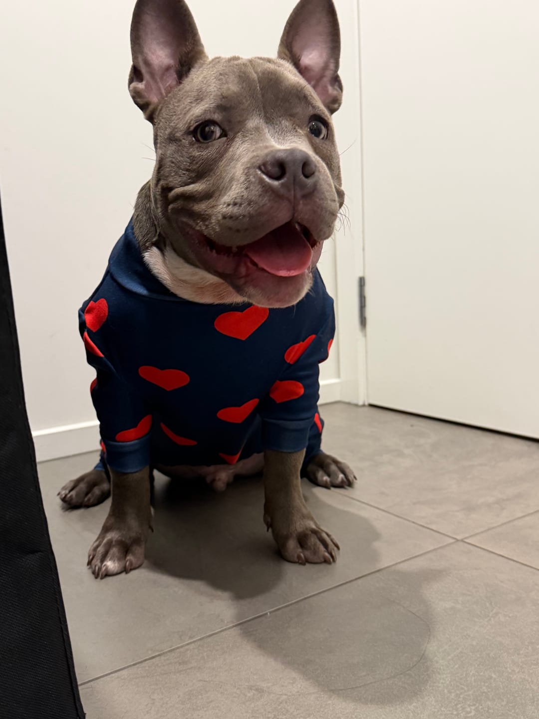 Customer photo review of Dog Pajama - Hearts