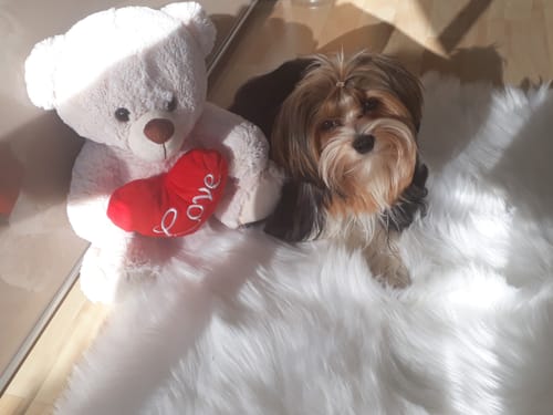 Kundenfoto eines kleinen, flauschigen Hundes, der auf einem weißen Teppich neben einem Teddybär sitzt.