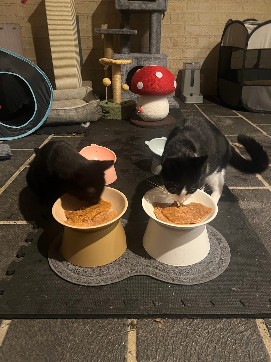 Customer photo review of Makesure Tawa Elevated Ceramic Pet Bowl