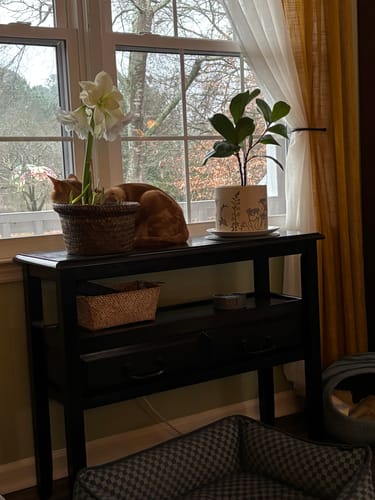 Reviewer's healthy fiddle-leaf fig and amaryllis plants on a table next to their sleeping orange cat, demonstrating pet-safe use.