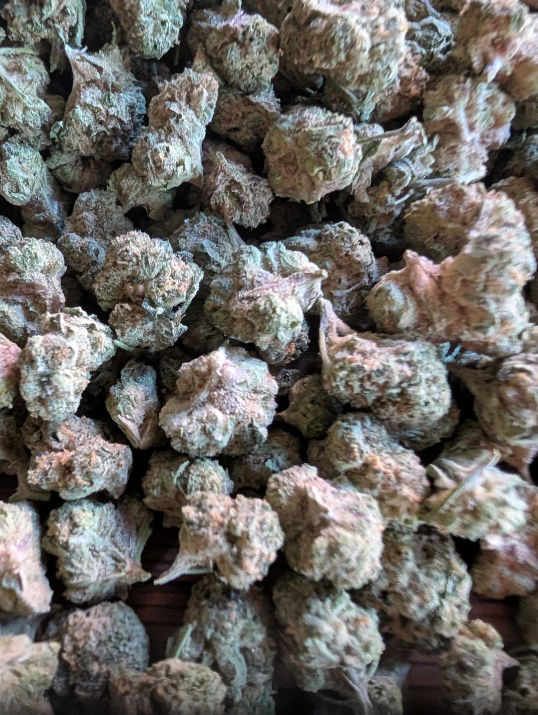 Customer photo review of Wedding Cake Indoor Minis - Bulk Minis - Indica