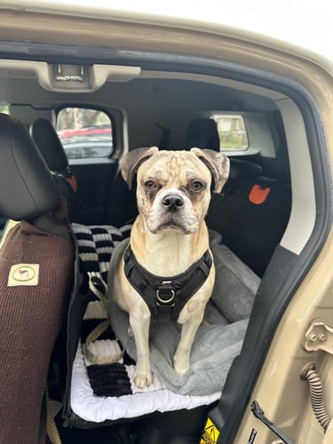 Customer photo review of RuffRover 2.0™ - Hard Bottom Dog Car Seat Protector