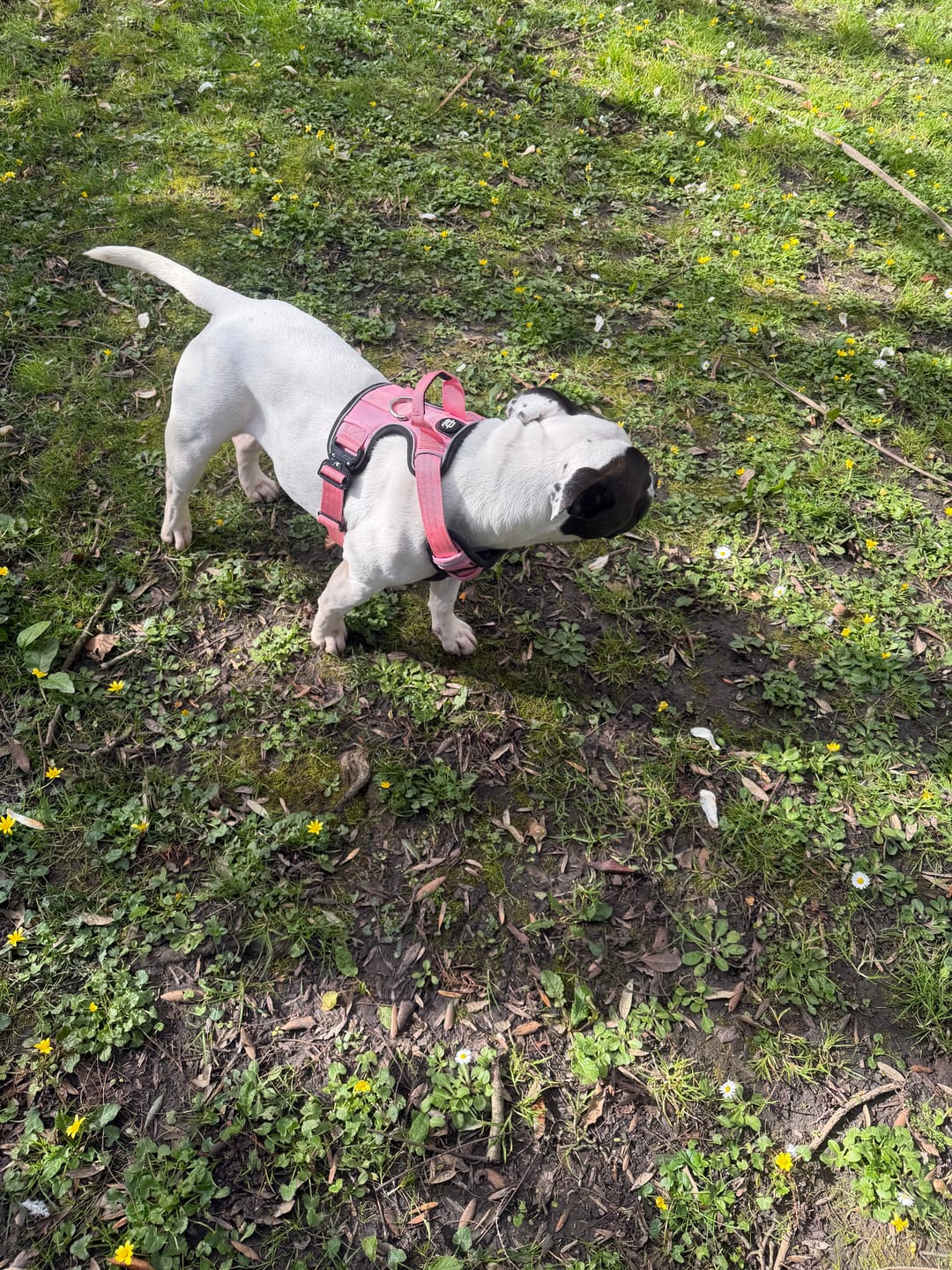 Customer photo review of Bullyion All Action® Dog Lead 1.4m Length Tactical Anti Tangle Single Swivel