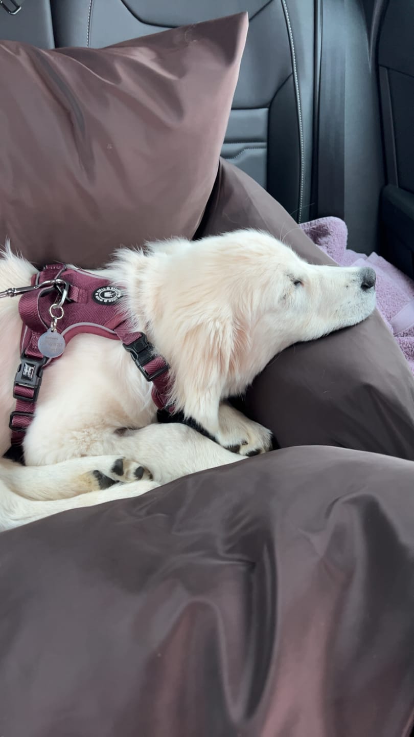Customer photo review of Travel Dog Pod XL - Now With Isofix