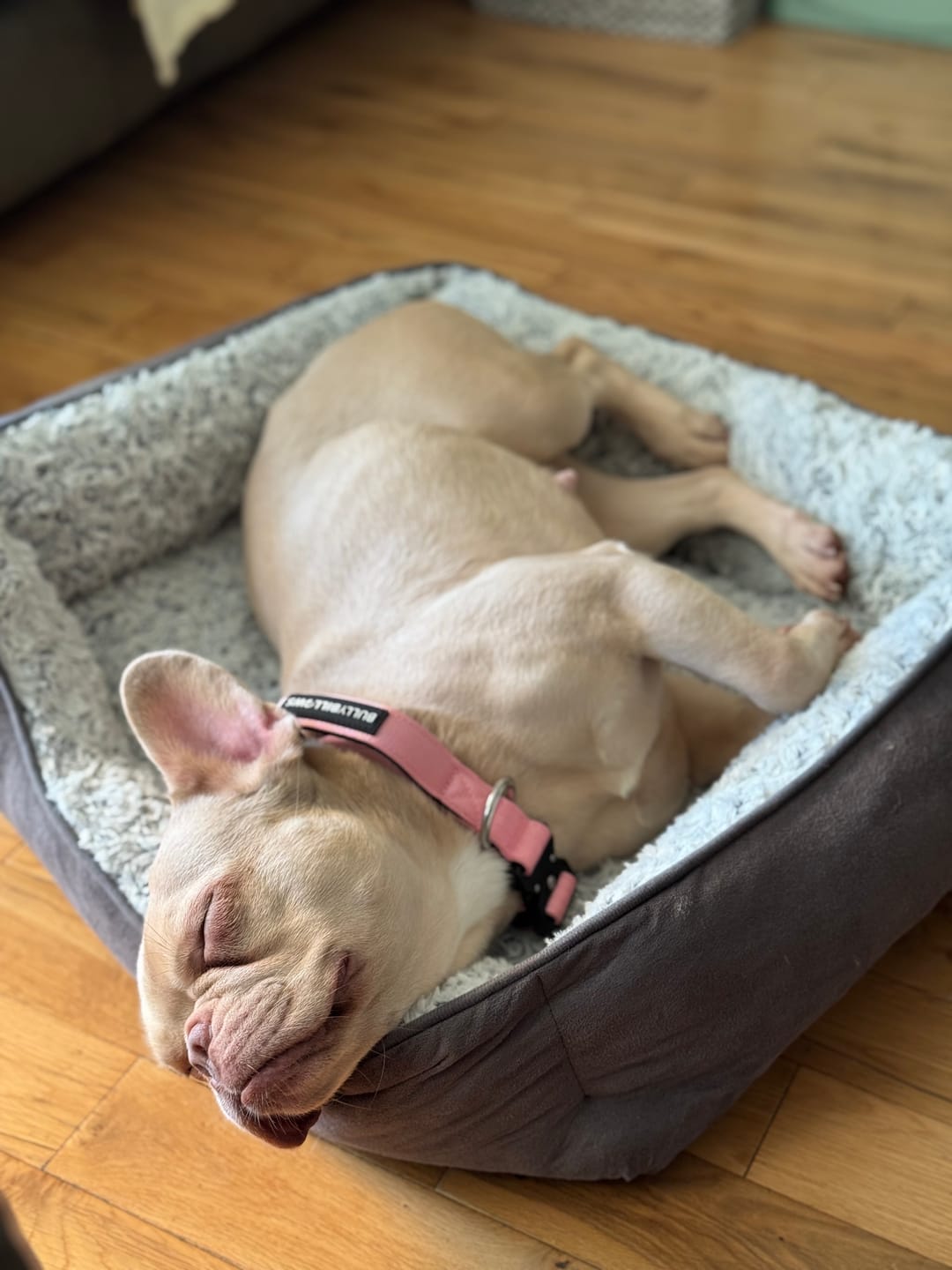 Customer photo review of 2.5cm Combat® Collar | With Handle & Rated Clip - Pink