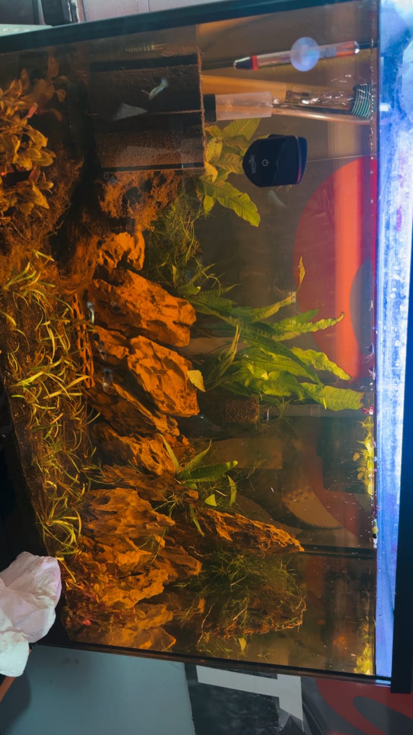 Customer photo review of Blue Dragon Guppy Fish