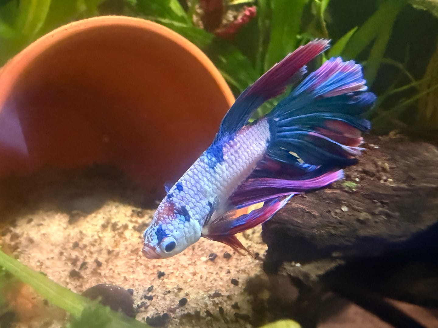 Customer photo review of Nerite Snail Bundle | Saving Pack