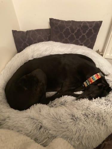 Customer photo review of Super Plush Donut Bed