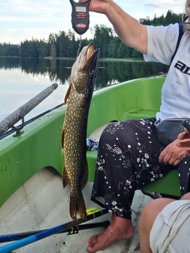Customer photo review of HyperDraget - Ta vårfisket till nästa nivå