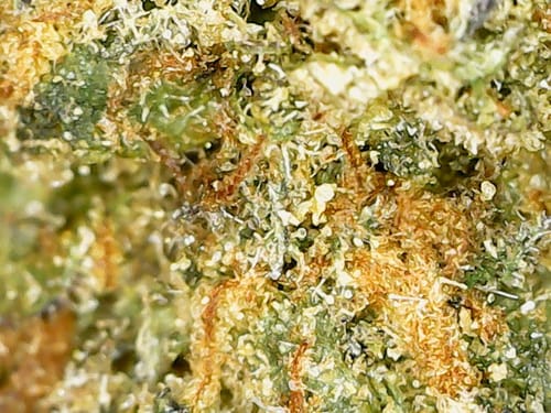 Customer photo review of Gold Spectrum THCA Flower (Exotic) - Candy Land