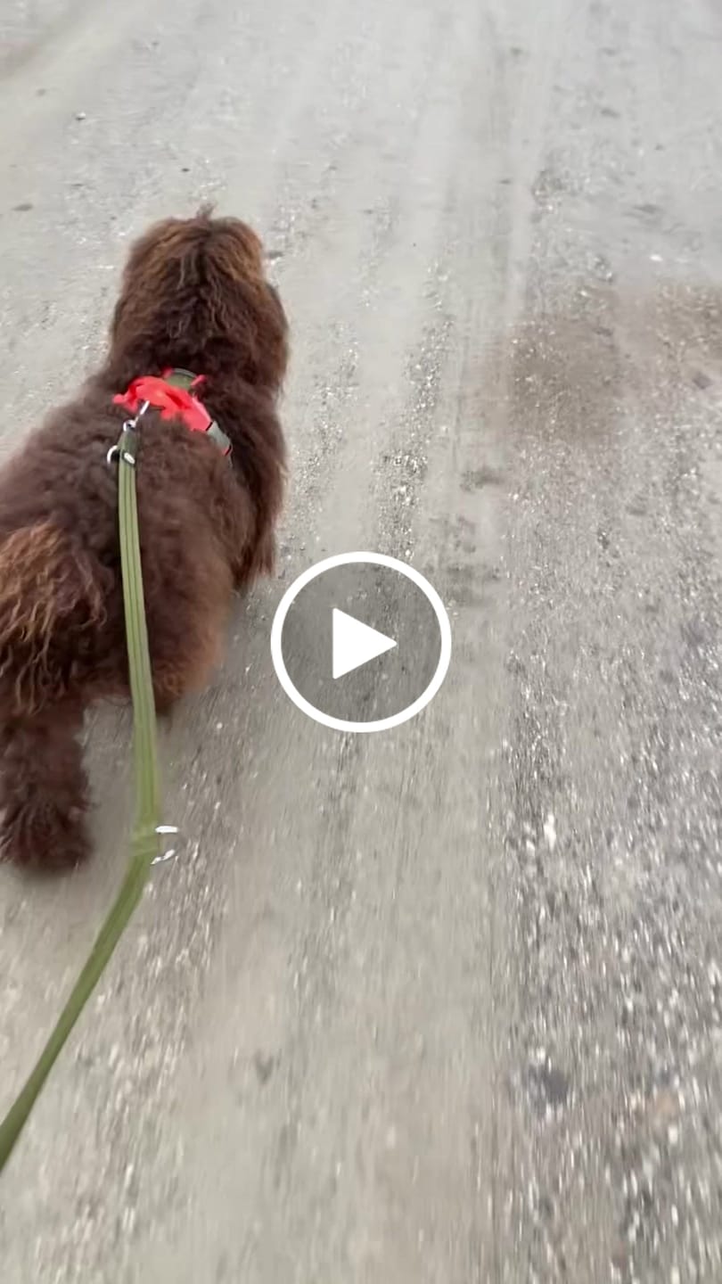 Customer video review of Anti Pull Hurricane Harness Lighter | With Handle - Burnt Orange X Khaki