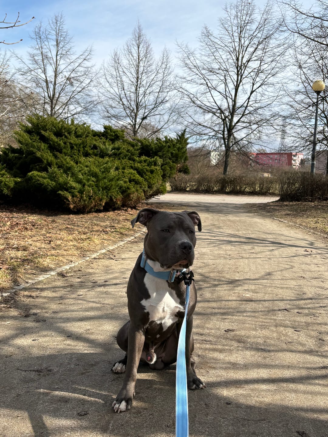 Customer photo review of Smycz nylonowa Walk Leash – Silver Edition Baby Blue