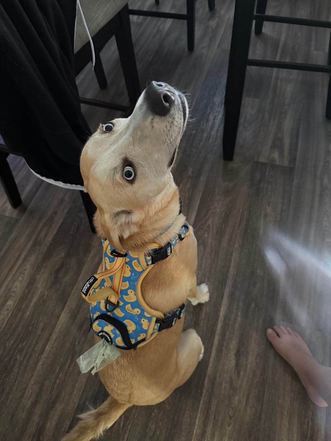 Customer photo review of Rubber Ducky - Adventure Harness