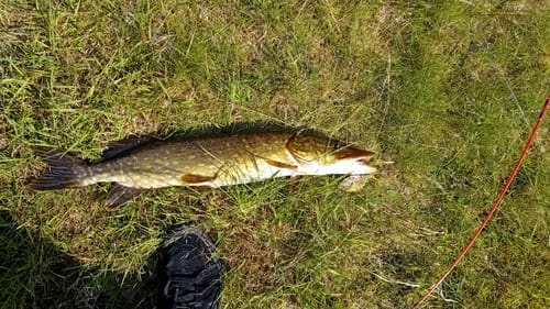 Customer photo review of HyperDraget - Ta vårfisket till nästa nivå
