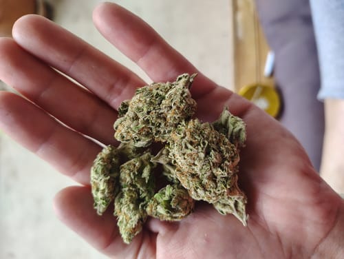 Customer holding several green Purple Punch flower buds in their open palm.