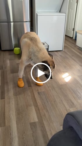 Customer video review of WagWellies® by wagwear