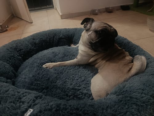 El perro pug de un cliente acostado en la suave y redonda Cama Antiestrés para Perros.