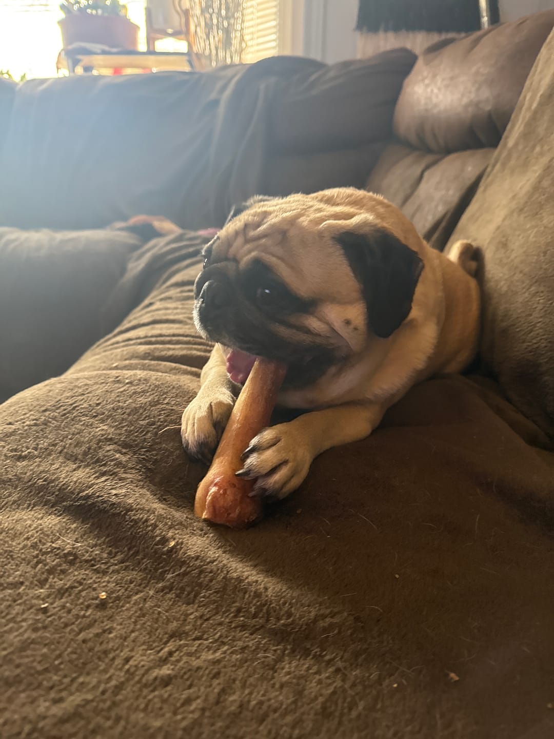 Customer photo review of 12 Inch Monster Bully Stick
