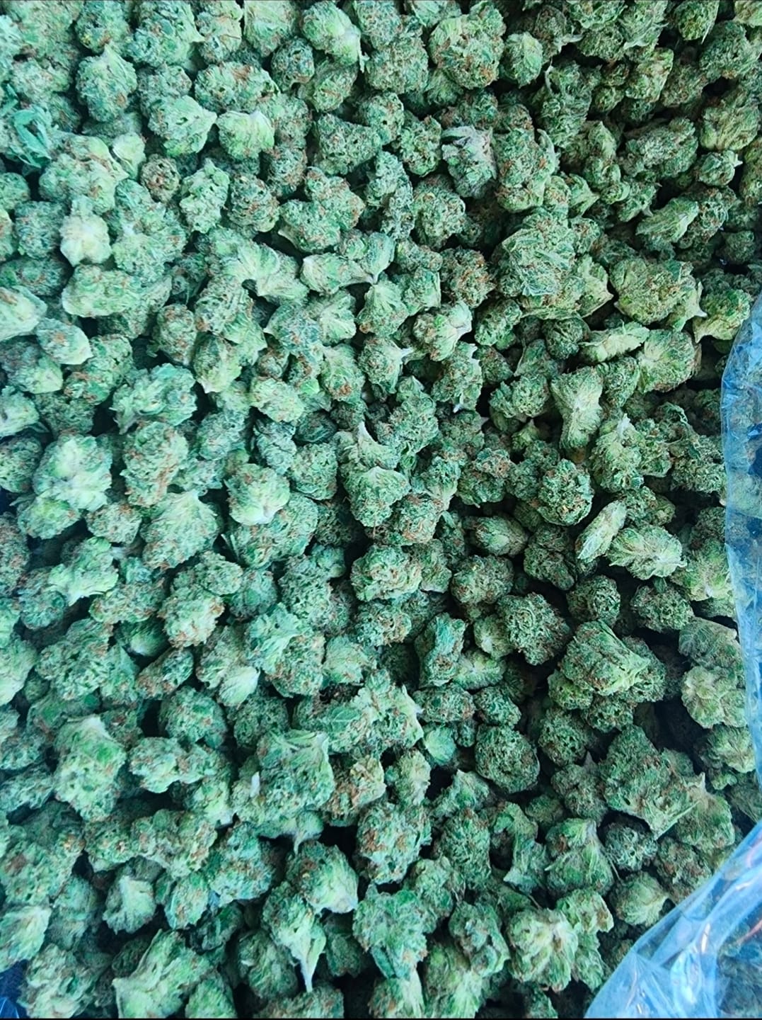 Customer photo review of Wedding Cake Indoor Minis - Bulk Minis - Indica