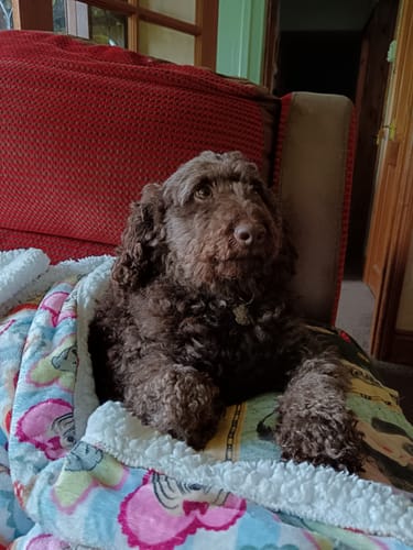 Customer photo review of Dog Blankie - My Fur Ever Love