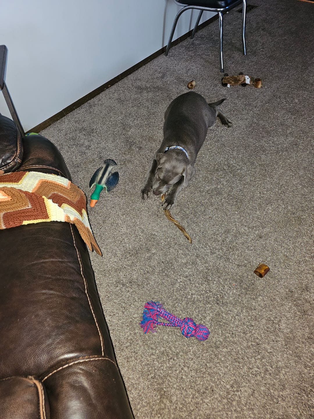 Customer photo review of Power Chewer Trial Pack – Built for the Toughest Chewers!