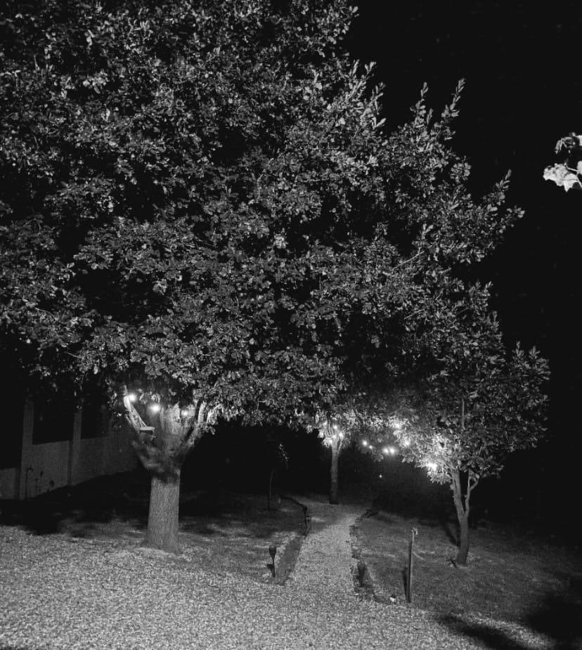 Customer photo review of Solar Mini Bulb String Lights
