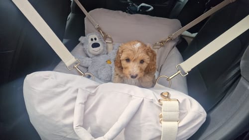 Customer photo review of Marshmallow | The Puffer Car Seat