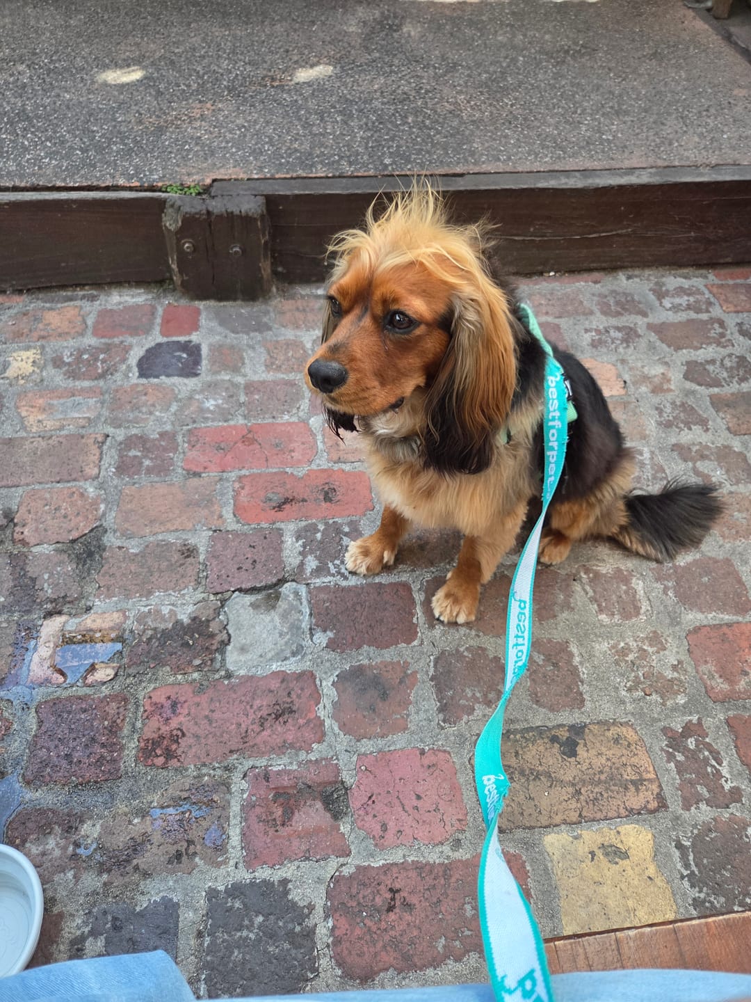 Customer photo review of Bugsy's Air-Dried Turkey