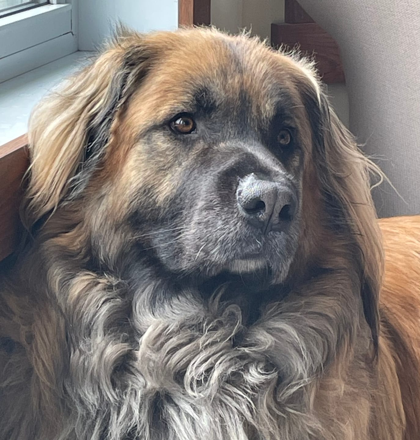 Customer photo review of Horizon Pulsar - Nourriture sans grains pour chien