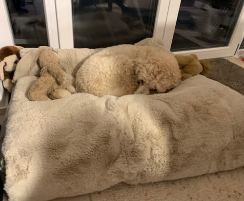 Kundenbewertung mit Foto zu CAILY | Hundedecke & Sofaschutz – Wasserdicht, waschbar & super weich