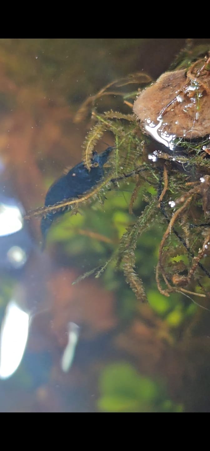 Customer photo review of Blue Dream Neocaridina Shrimp