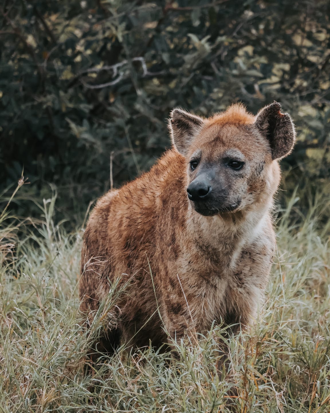Customer photo review of GOLDEN HOUR LIGHTROOM PRESETS