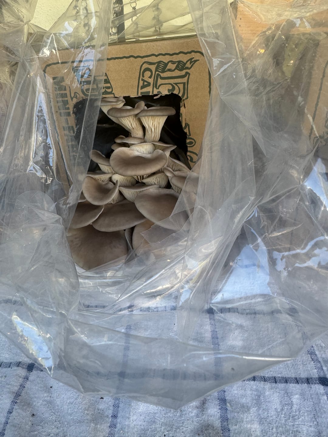Customer photo review of Mushroom Mini-Farm Grow Kits Variety - 4 Pack
