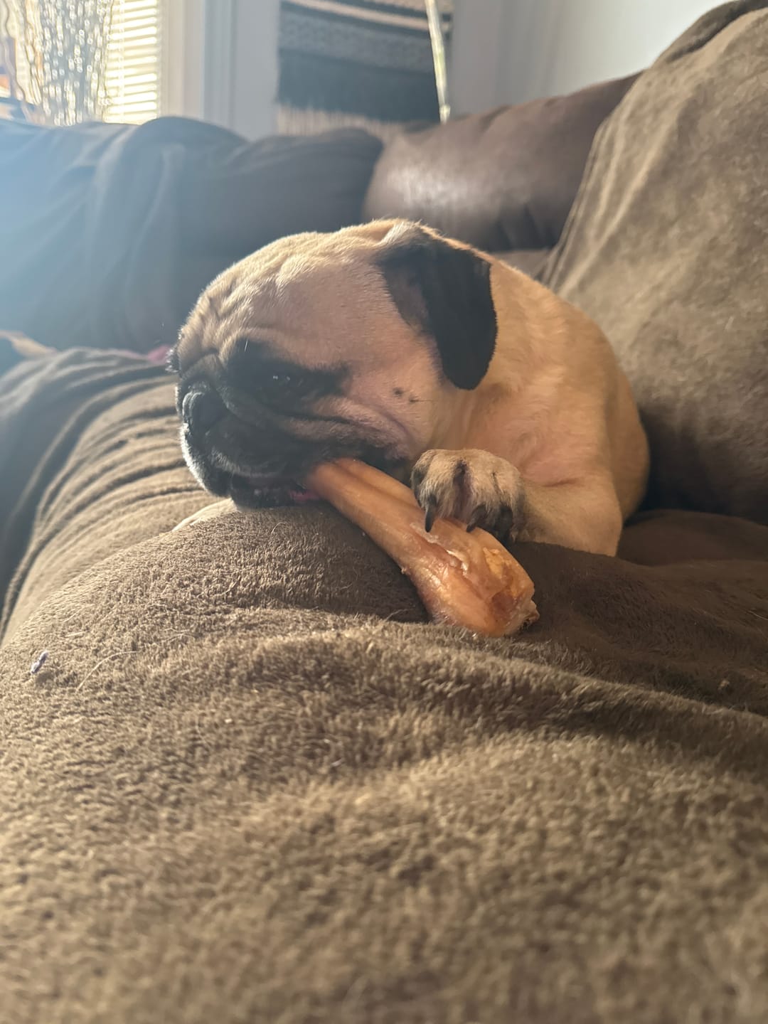 Customer photo review of 12 Inch Mega Monster Bully Stick (LIMITED)