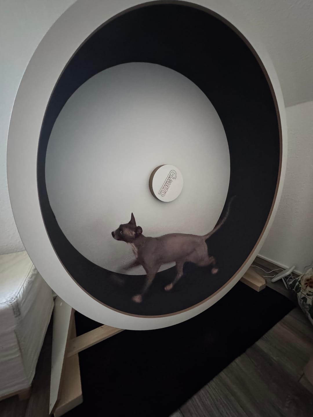 Customer photo review of Elmato Katzenlaufrad Rocky Standmodell