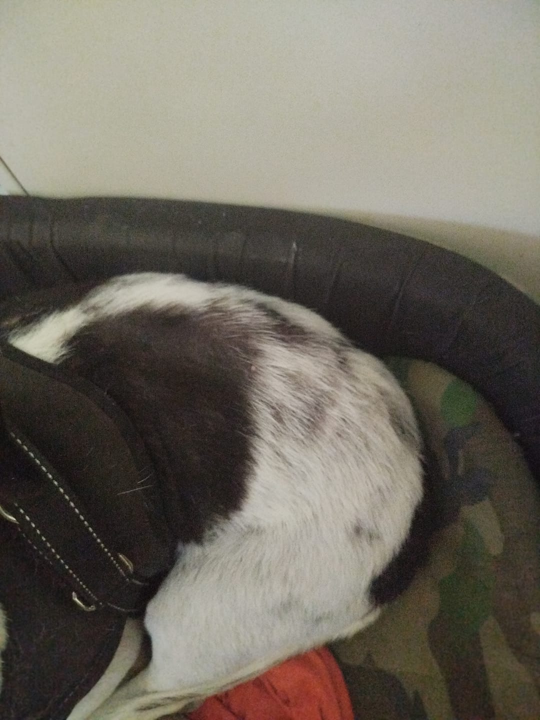 Customer photo review of gutQR Anti-Itch Malassezia