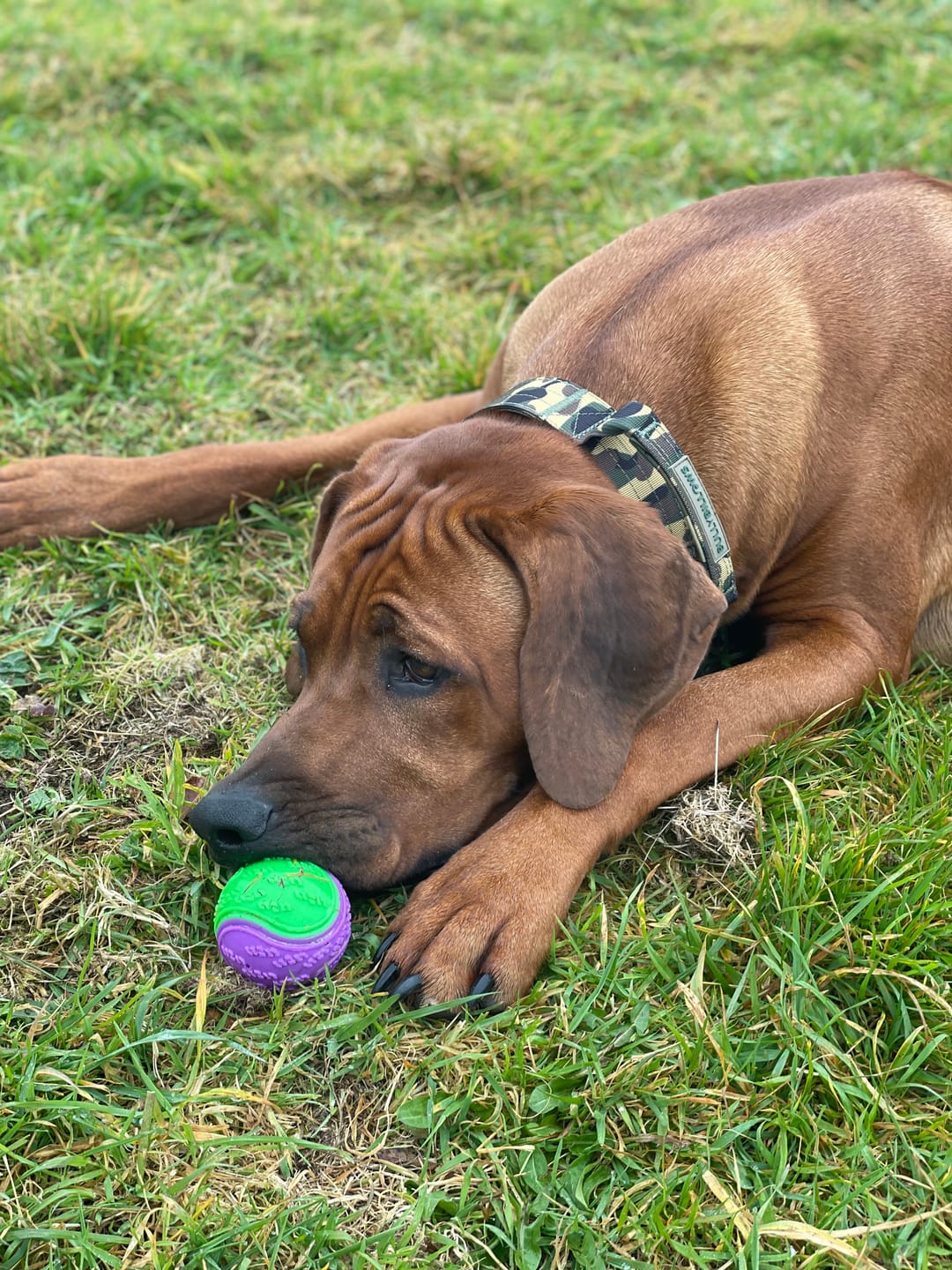 Customer photo review of 4cm Lighter Combat® Collar | Green Camouflage