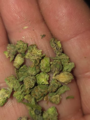 Customer photo review of Indoor Micros