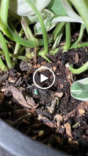 Customer video review of Houseplant Pest Spray