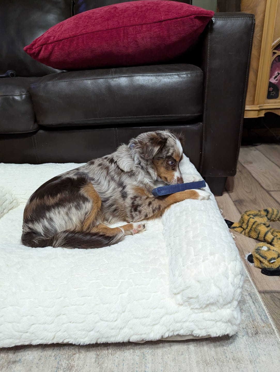 Customer photo review of Strawberry Himalayan Yak Chew (MEDIUM)