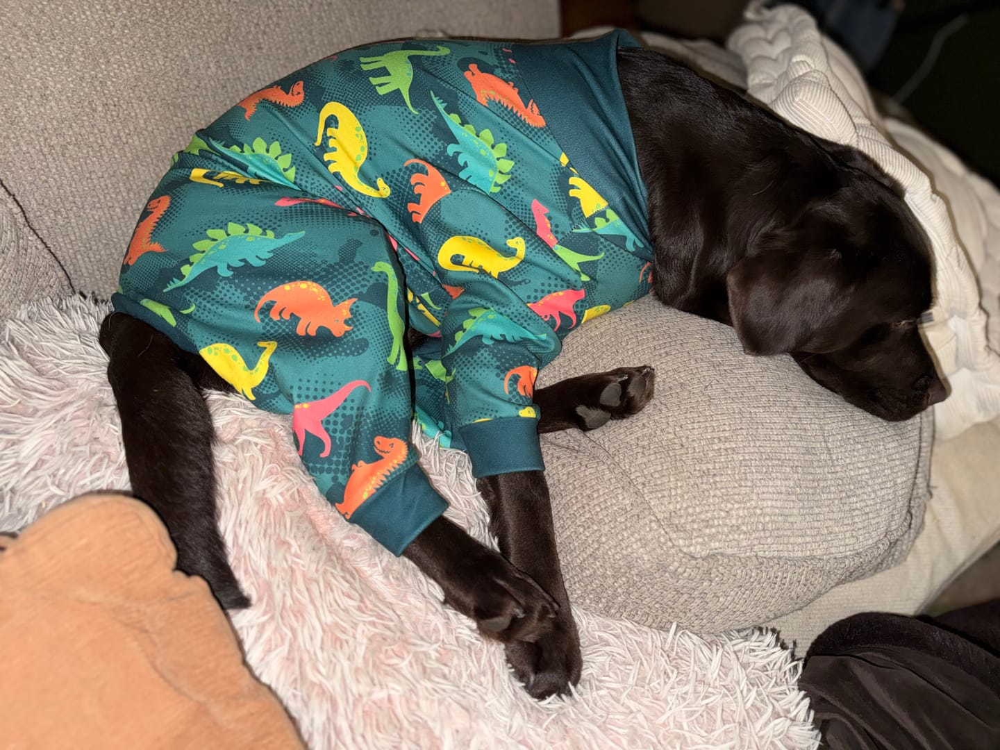 Customer photo review of Dog Pajama - Dinosaurs