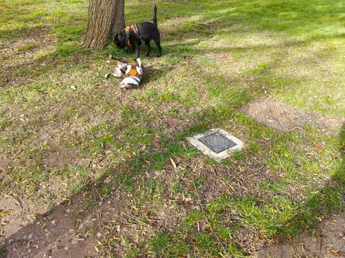 Customer photo review of No Pull Harness