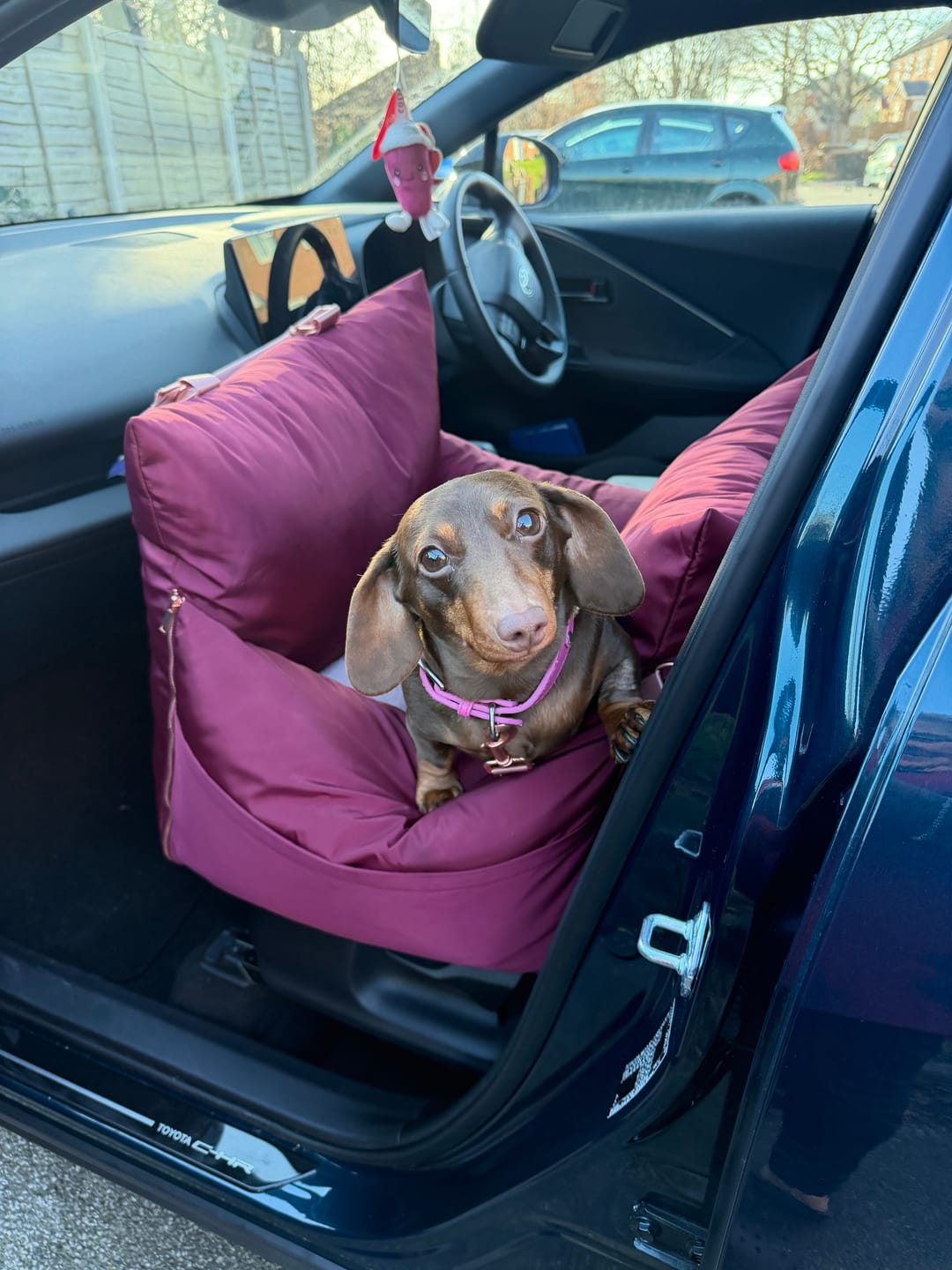 Customer photo review of Travel Dog Pod - Rosewood