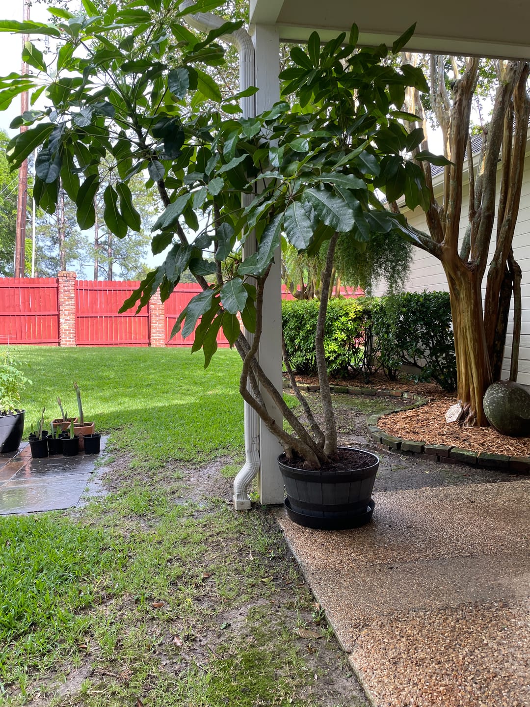 Customer photo review of Austin Planter Plant Saucer Black Colored Polypropylene -Indoor/Outdoor -Made in USA